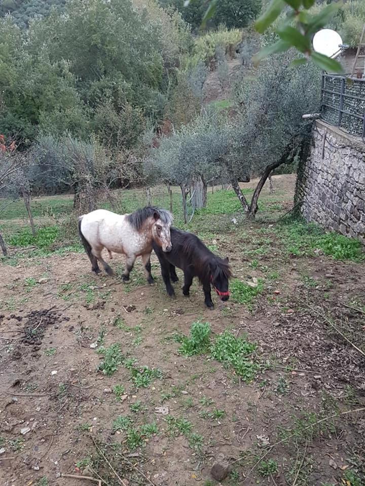 Bed & Breakfast Tenuta Martino Aquara