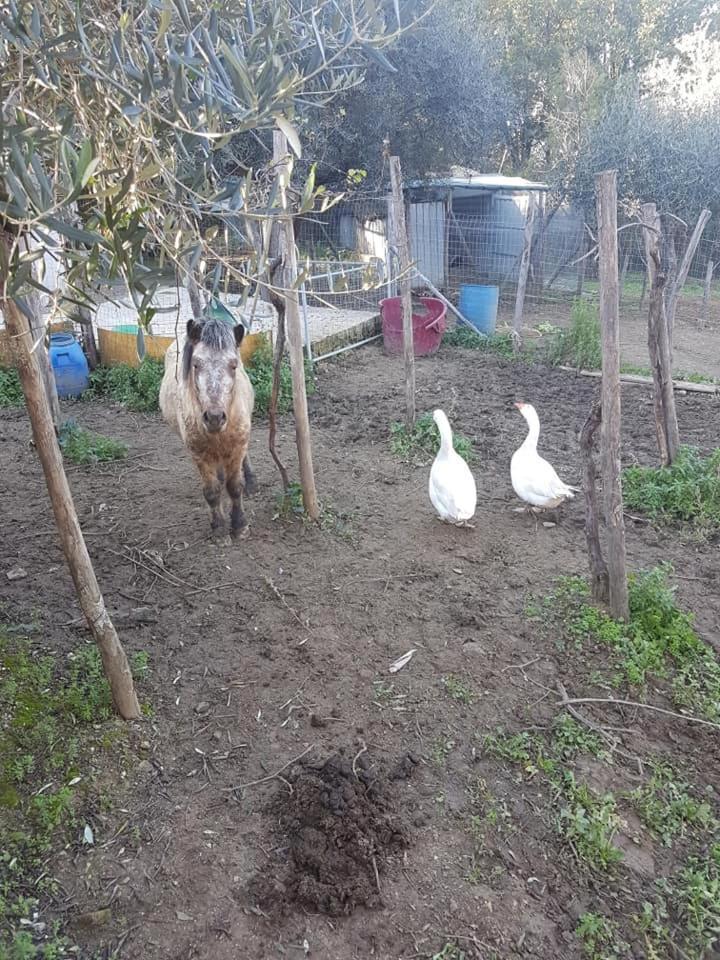 Tenuta Martino Bed & Breakfast